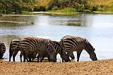TANZANIA - Serengeti National Park - 065
